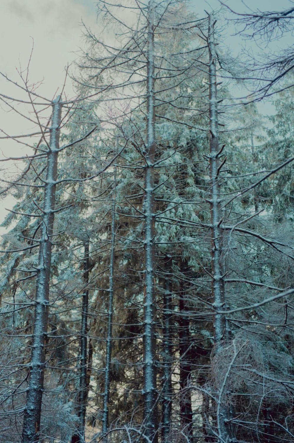 Wataha Pod Basztami - Wadera - Domki Caloroczne Radkow Exterior foto